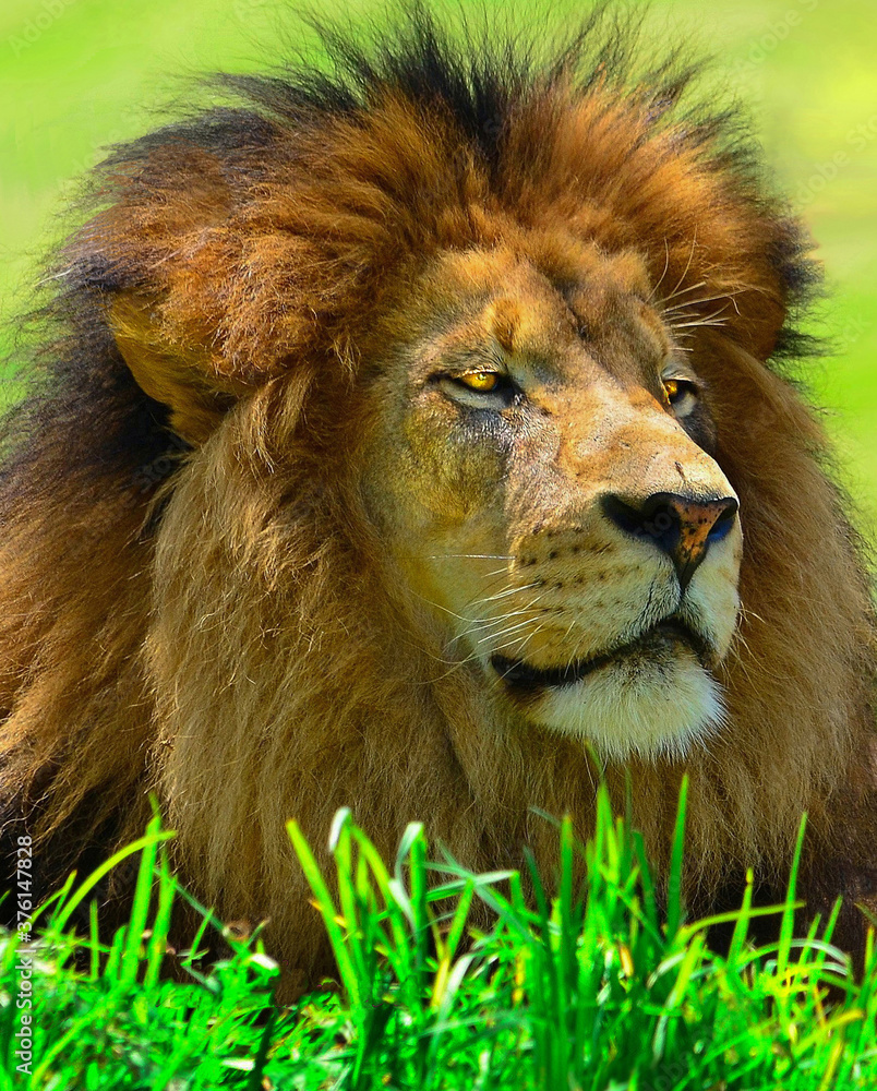 king of the jungle in repose on the Savanna.