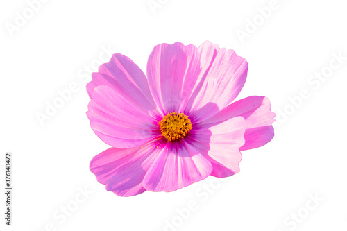 pink cosmos flower isolated on white background © phumpatp