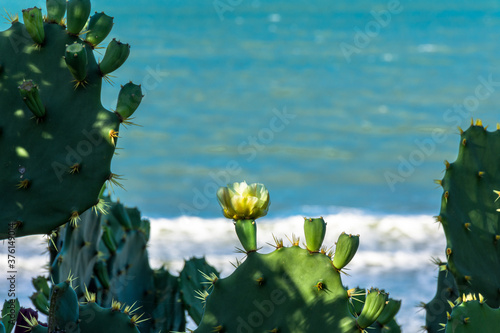 Cacto com flor a beira mar