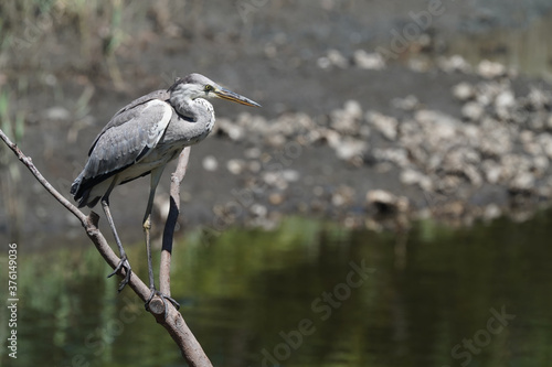 gray heron on branch