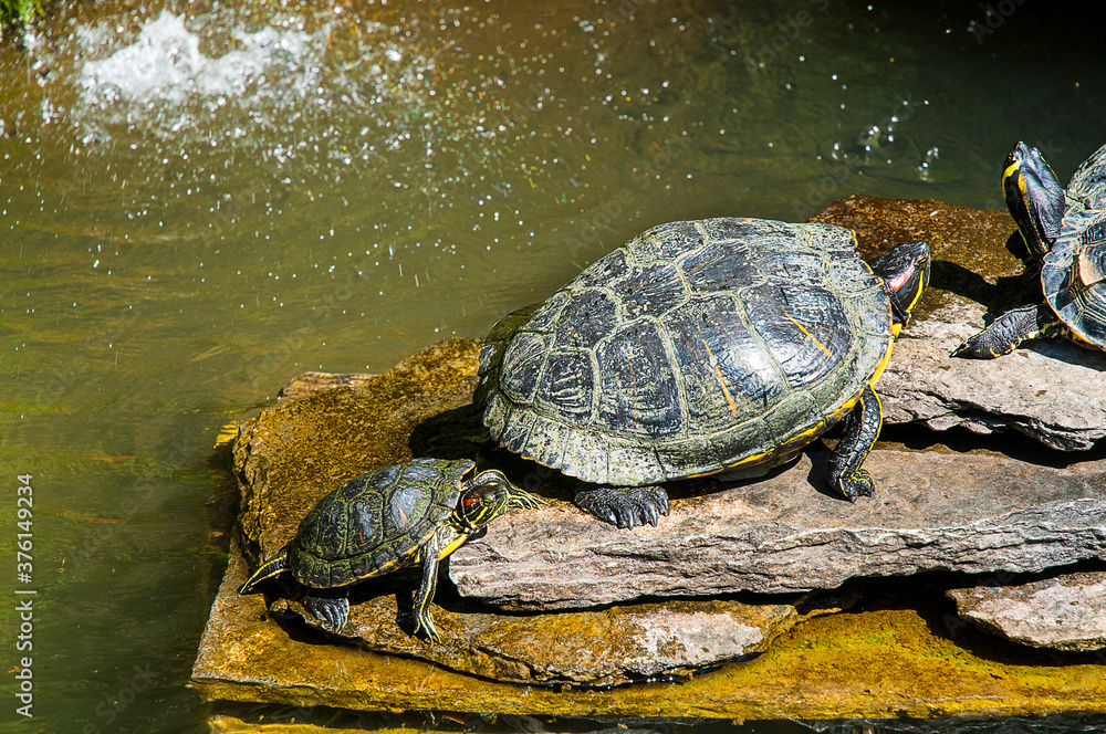 Obraz premium The Villa Carlotta is a villa in Northern Italy on Lake Como. Villa Carlotta is a place of rare beauty, where nature and art are in perfect harmony