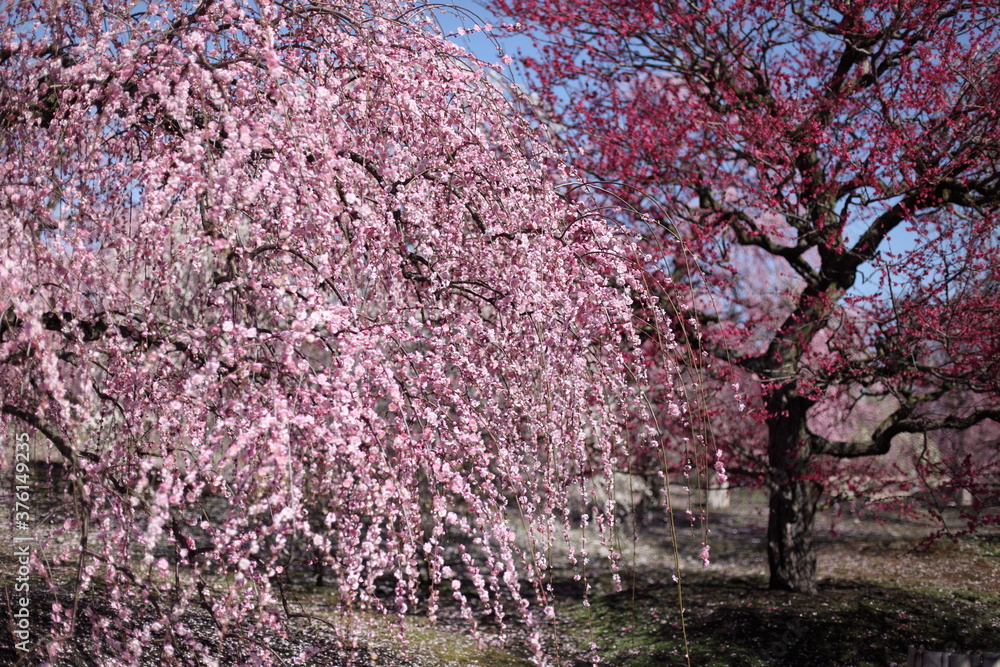 枝垂れ梅の咲く風景