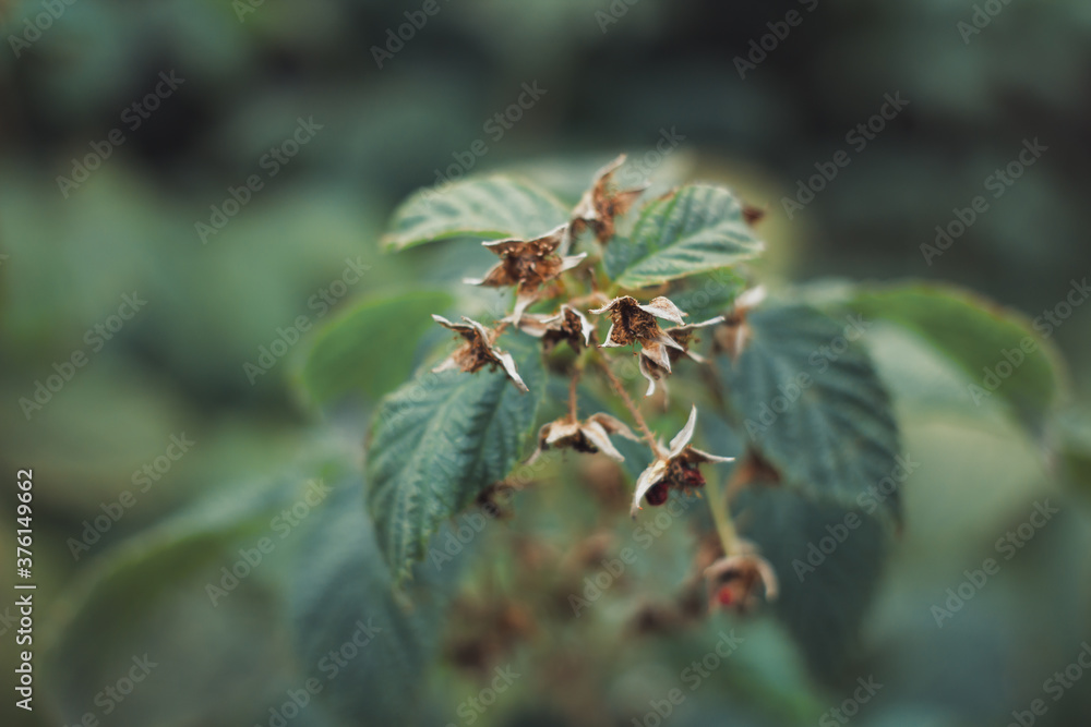 Organic strawberry and raspberry blooming in garden Organic strawberry and raspberry blooming in garden