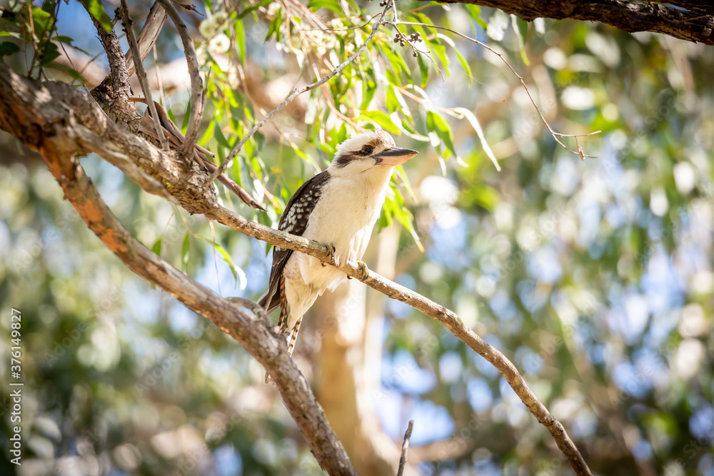 An Australian Kookaburra sitting on a branch in a tree An Australian Kookaburra sitting on a branch in a tree