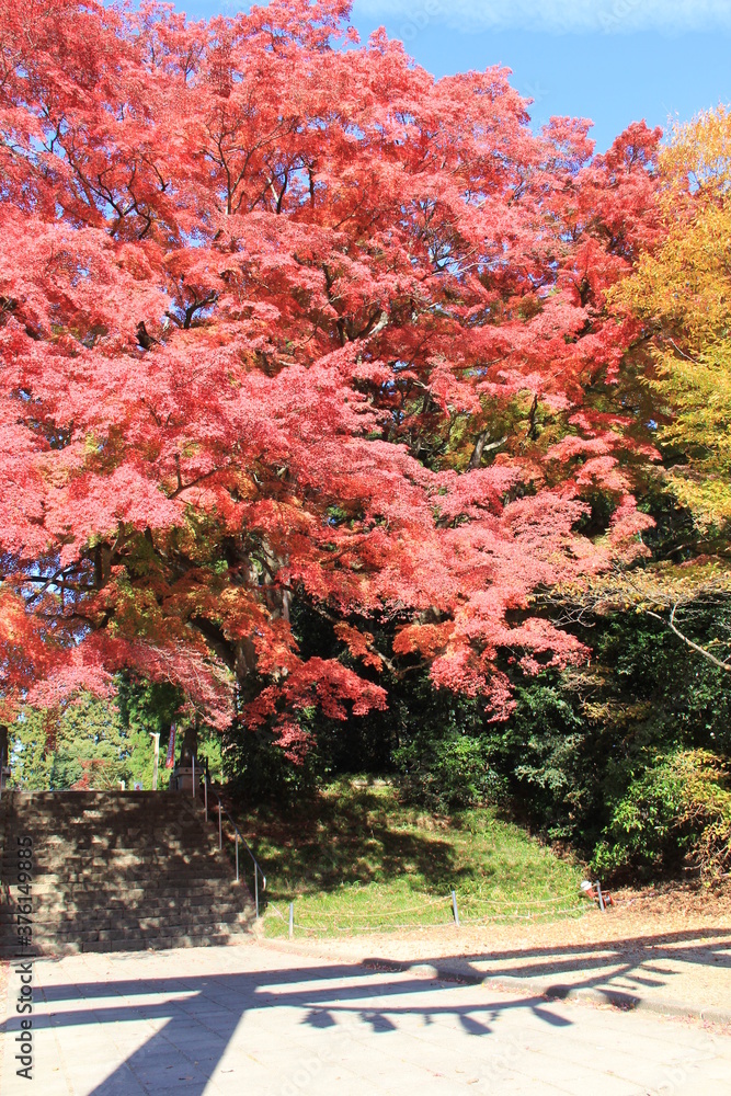 Naklejka premium 紅葉と鳥居の影