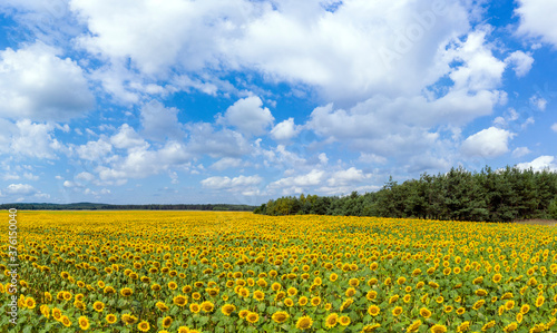 Beautiful day over sunflowers field