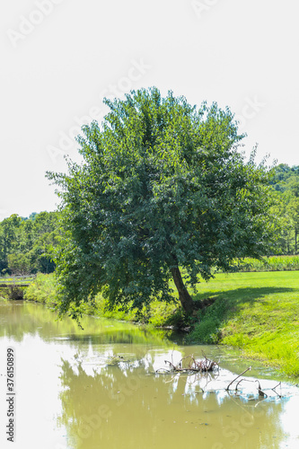 tree on the riverbank 