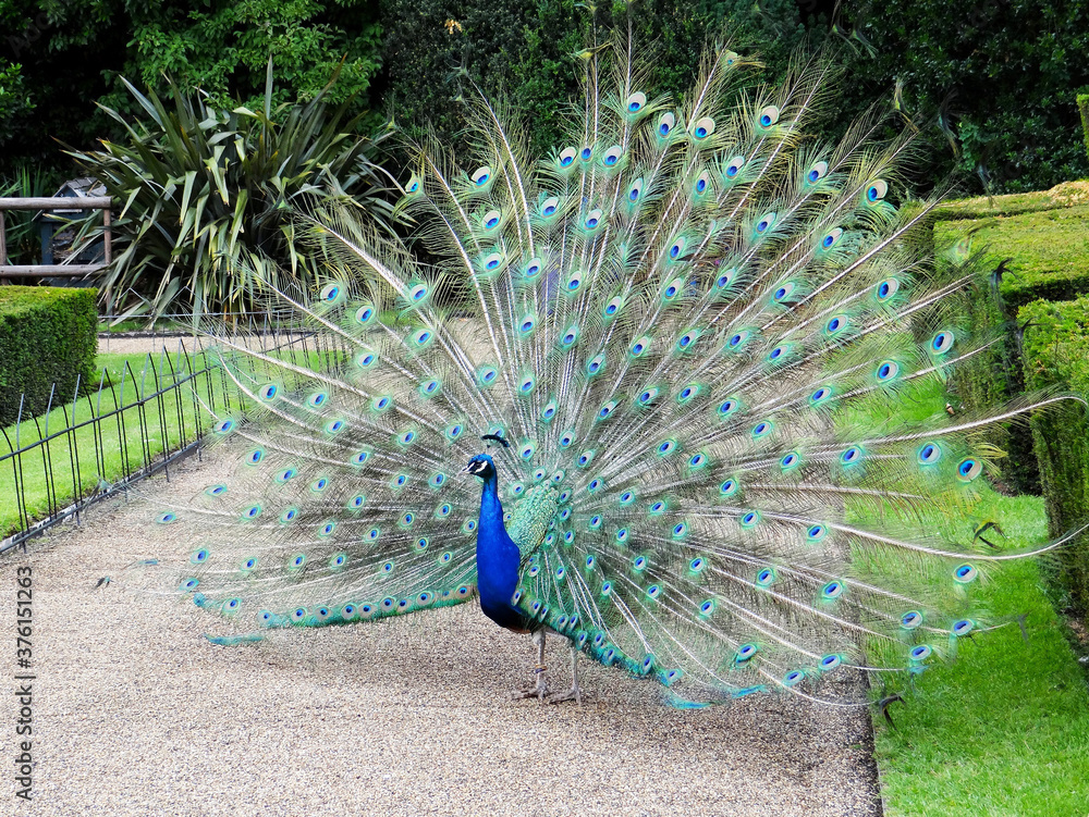 Obraz premium The peacock garden at Warwick Castle, UK