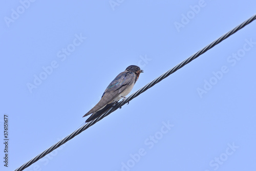 Japanese Swallow