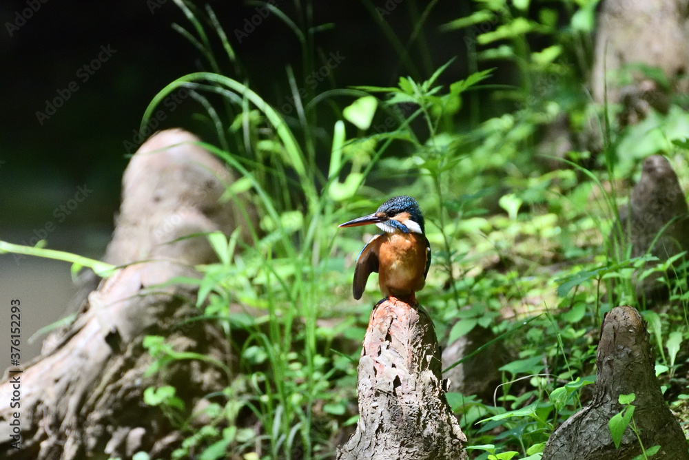 Obraz premium Japanese kingfisher