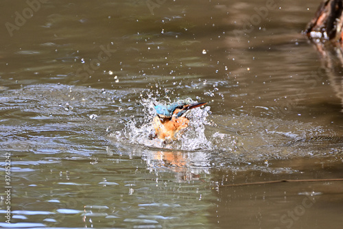 diving kingfisher in Japan
