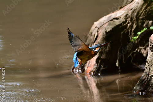 diving kingfisher in Japan © Minoru Maeda