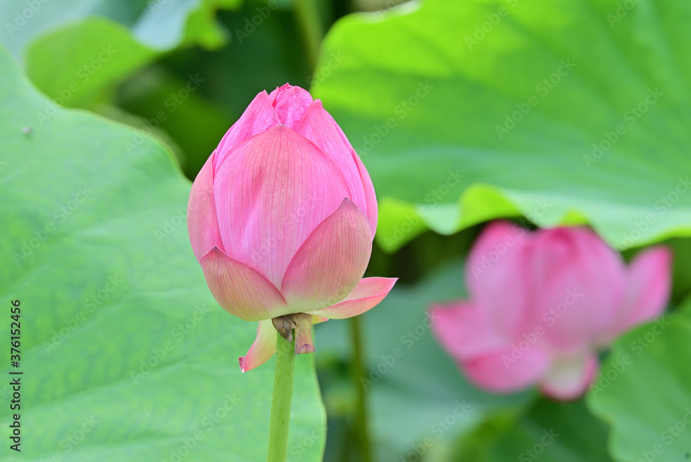 pink lotus flowers in Japan