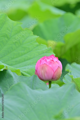 pink lotus flower in Japan