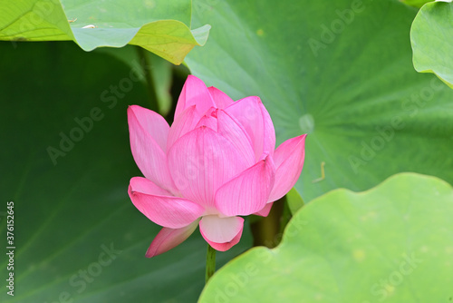 pink lotus flower in Japan