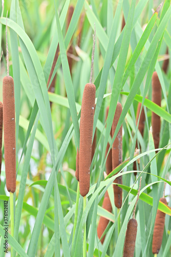 cattail in Japan