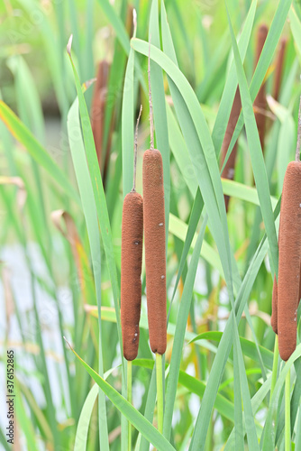 cattail in Japan