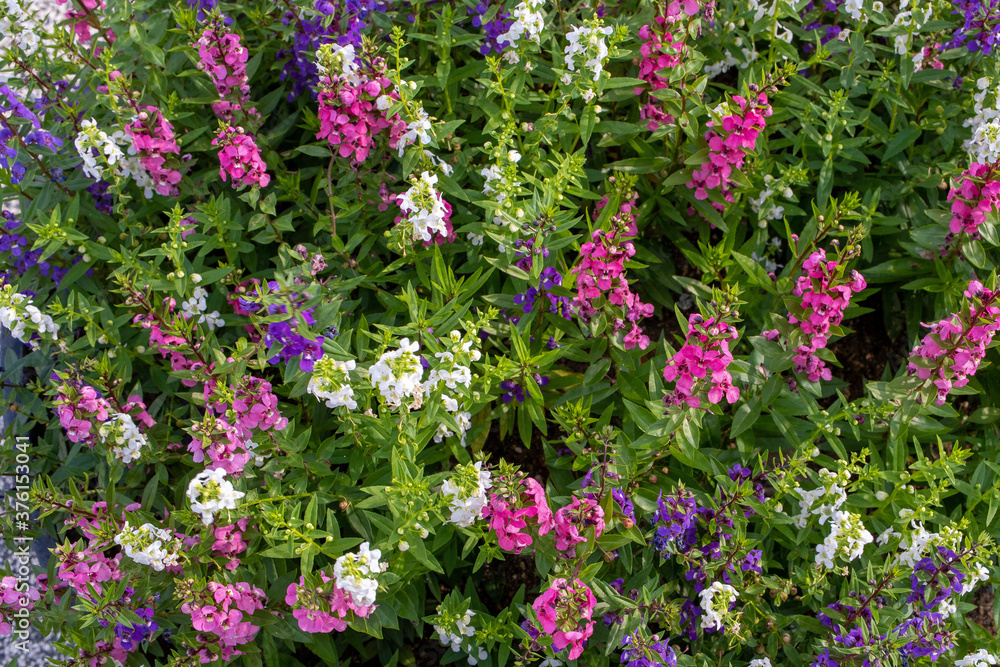 Fototapeta premium purple flowers in the garden