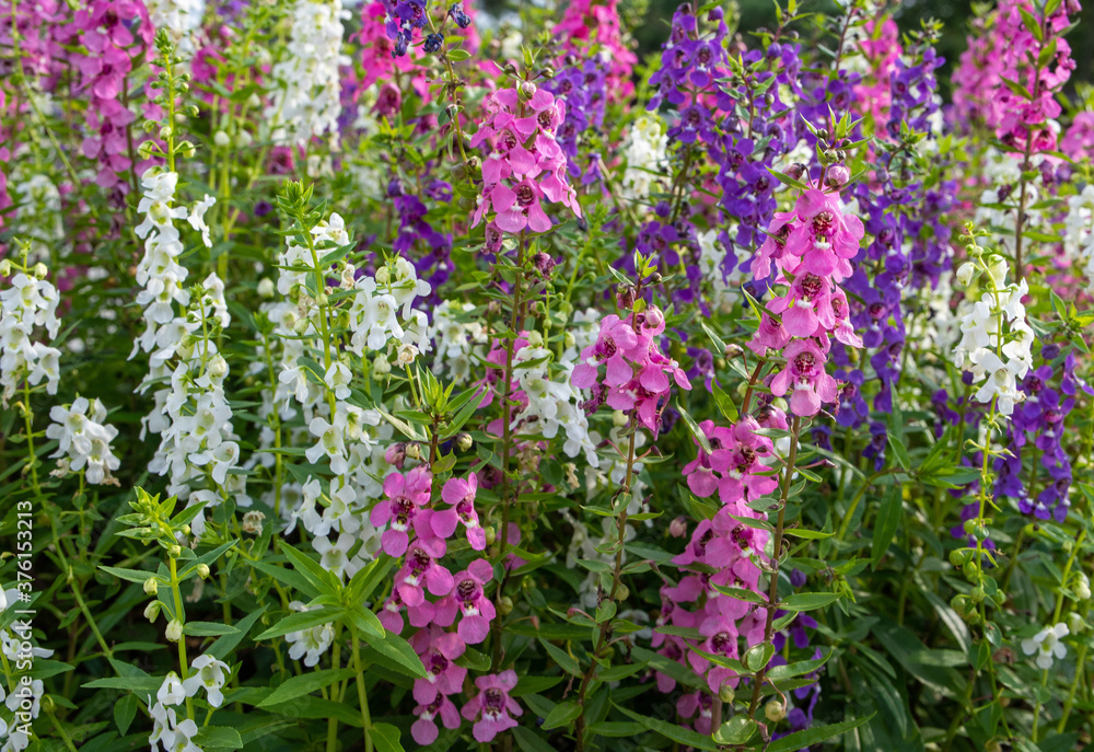 Fototapeta premium flowers in the garden