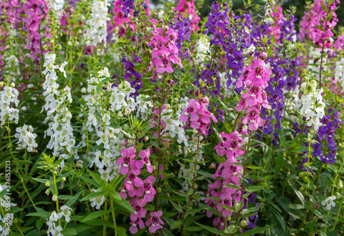 flowers in the garden