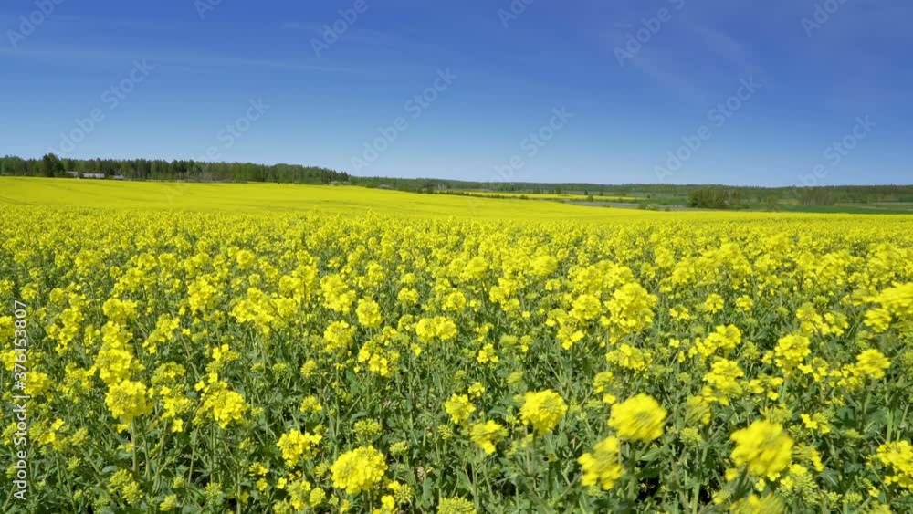 The yellow flowers of the rapeseed plant in the field The yellow flowers of the rapeseed plant in the field