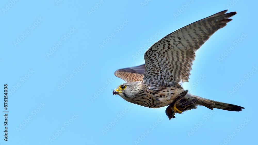 Fototapeta premium スズメを捕まえて戻ってきた子育て中のチョウゲンボウ成鳥