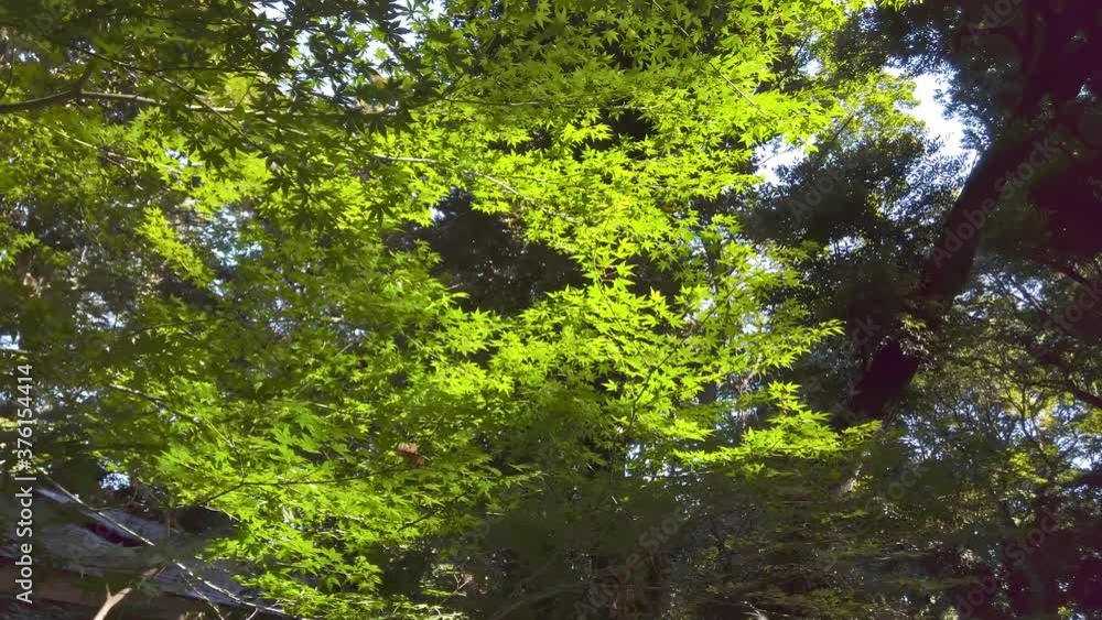 東京都新宿区にある大きな公園の森の景色 東京都新宿区にある大きな公園の森の景色