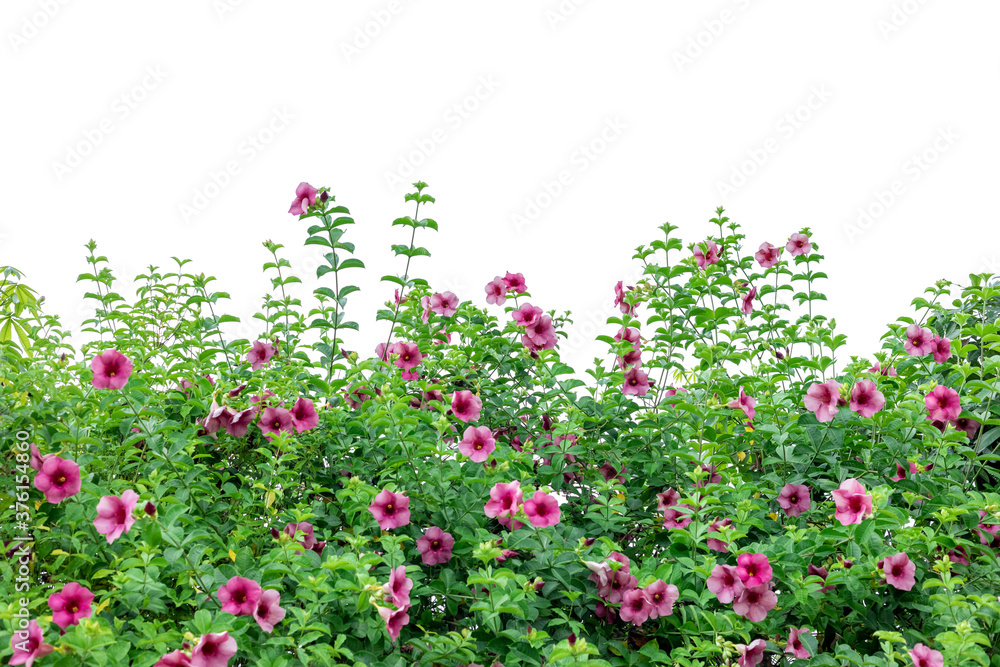 purple petunia flowers isolated on white background purple petunia flowers isolated on white background