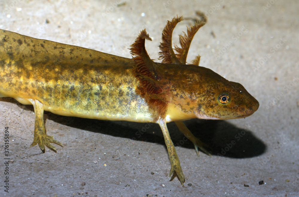The aquatic larval stage of a tiger salamander (Ambystoma tigrinum