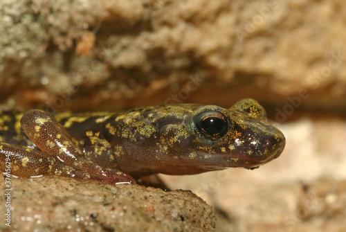 Close-up view of the face of a Green Salamander (Aneides aeneus) sitting on rocks. 