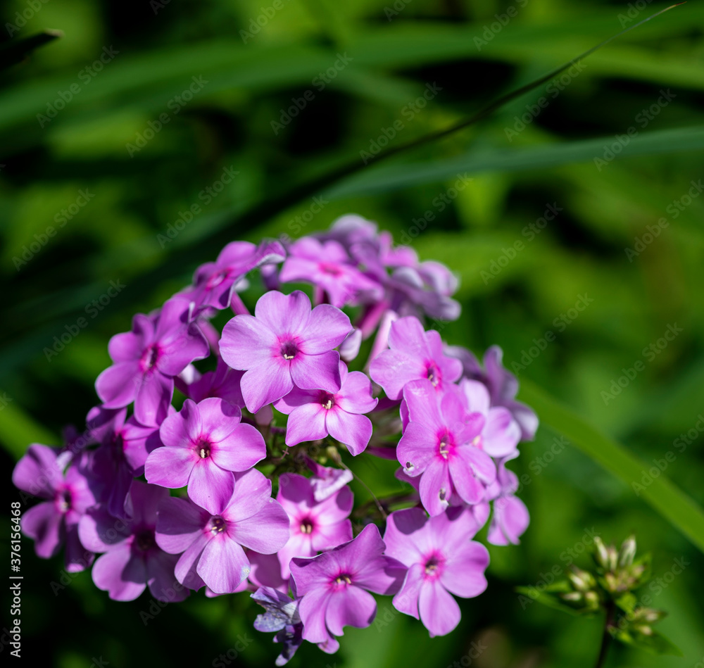 Close Up of  a Pink Phlox Cluster