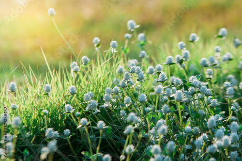 field of snowdrops