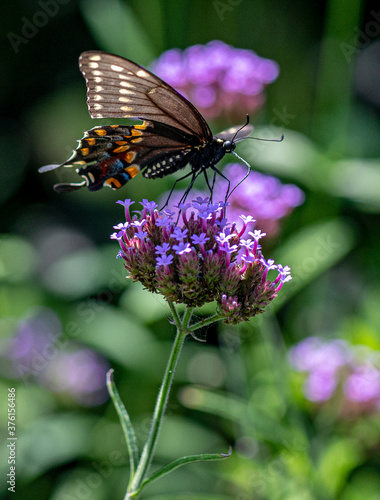 Macro of a Pipevine Swallowtail Butterfly on a Flower