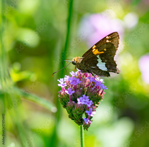 Silver Spotted Skipper Butterfly on a Flower photo