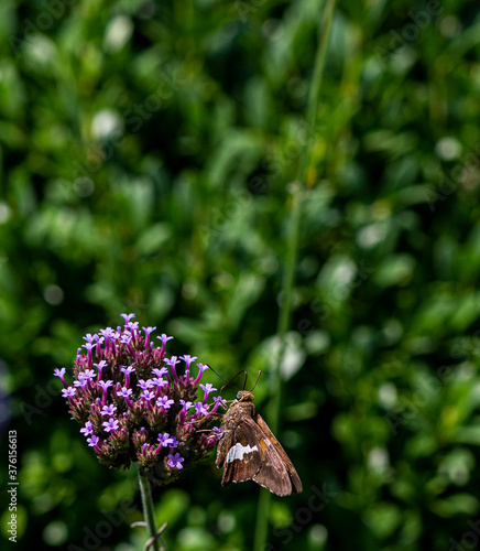 Macro of a Silver Spotted Skipper Butterfly on a Flower photo