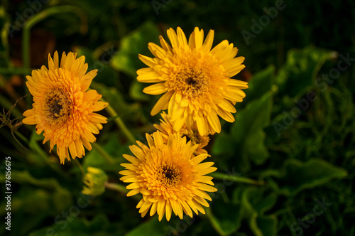 yellow dandelion flower