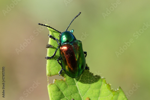 Shiny green and red metallic Dogbane Leaf Beetle.  photo