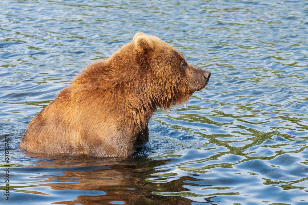 Hungry Kamchatka brown bear standing in water, looking around in search of food - red salmon fish. Animal in natural habitat. Wild beast fishing during spawning. Russian Far East, Kamchatka Peninsula Hungry Kamchatka brown bear standing in water, looking around in search of food - red salmon fish. Animal in natural habitat. Wild beast fishing during spawning. Russian Far East, Kamchatka Peninsula