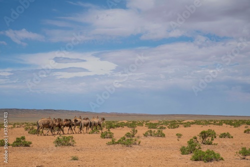 사막의 낙타 © DaeHyck