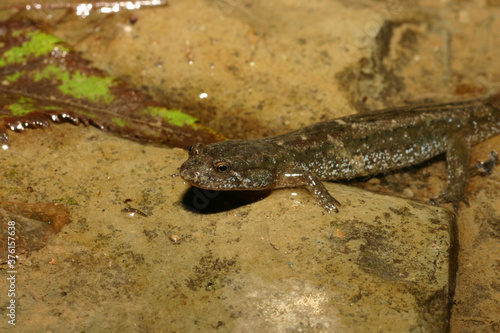 A northern dusky salamander (Desmognathus fuscus) on a damp rock on the edge of a stream. 