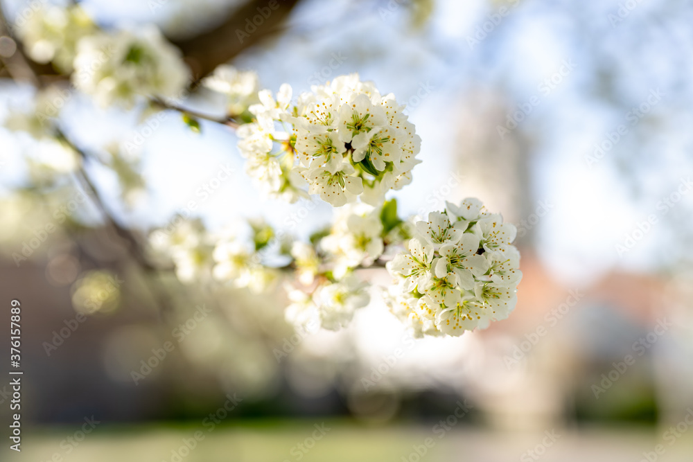 blooming tree with white flowers in spring