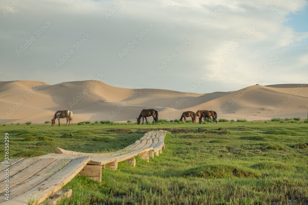 Obraz premium 모래 언덕과 초원의 말