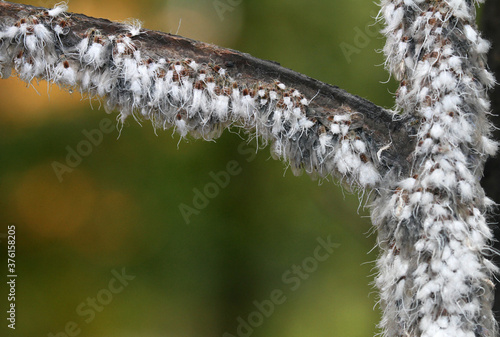 The white fluffy objects on the stem and branch of this young Beech Tree are a colony of Beech Blight Aphids (Grylloprociphilus imbricator). The white fluffy secretions are used as a defense.  photo