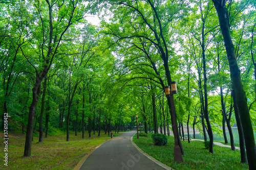 Summer scenery of Wuhan East Lake Scenic Spot