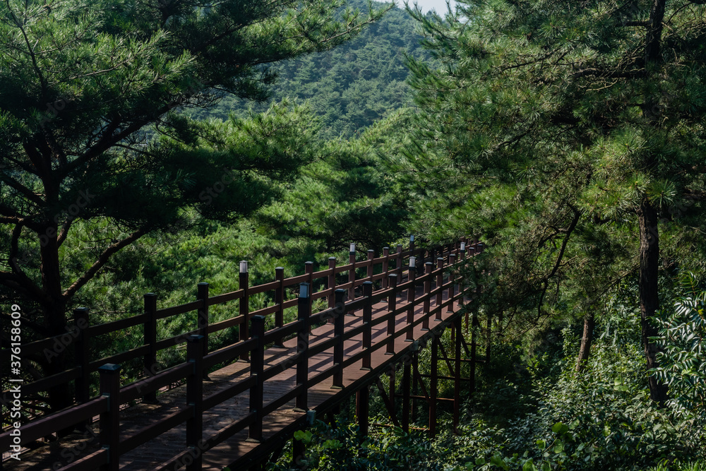Boardwalk through treetops of lush woodland park Boardwalk through treetops of lush woodland park