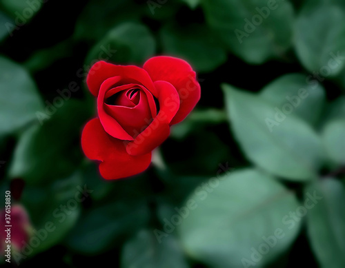 red rose in garden
