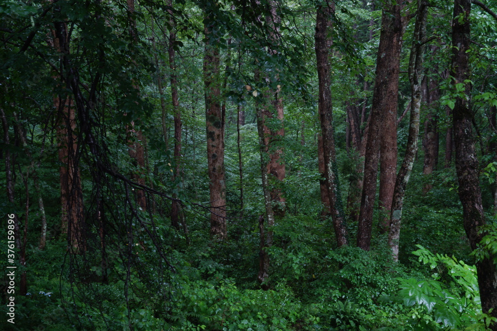 A beautiful natural forest in Japan A beautiful natural forest in Japan