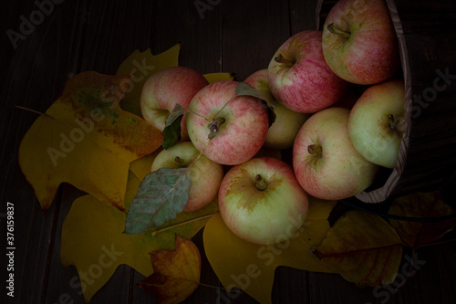 Close-up on honey Crisp apples  from Apple Hills, Northern California, inside a wooden bucket on wooden table covered with yellow cottonwood leaves against brown background and viewed from above photo