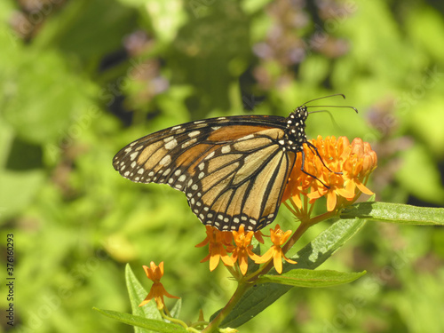 Butterfly monarch sitting on the flower © Lucy 