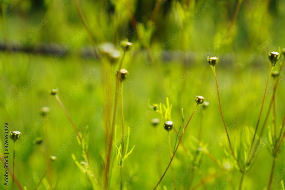 landscape of beautiful green mountains, summer in Japan landscape of beautiful green mountains, summer in Japan